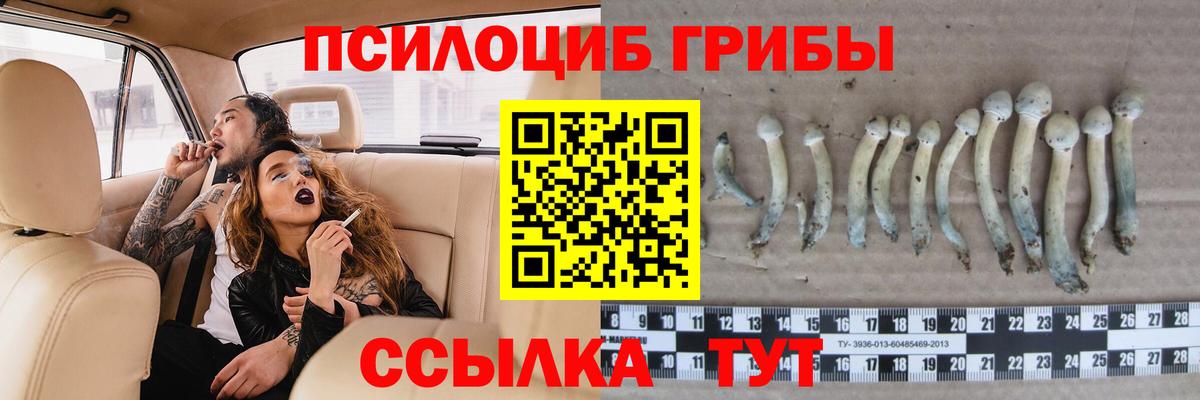 Лесозаводск  Галлюциногенные грибы Psilocybe  Вход с VPN 